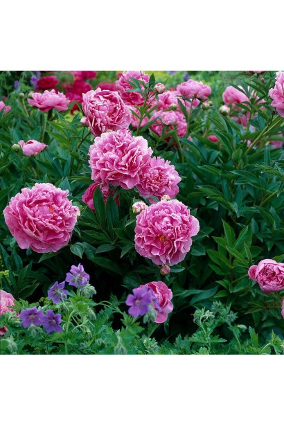Paeonia lactiflora Alexander Fleming – вишуканий сорт для саду та букета.